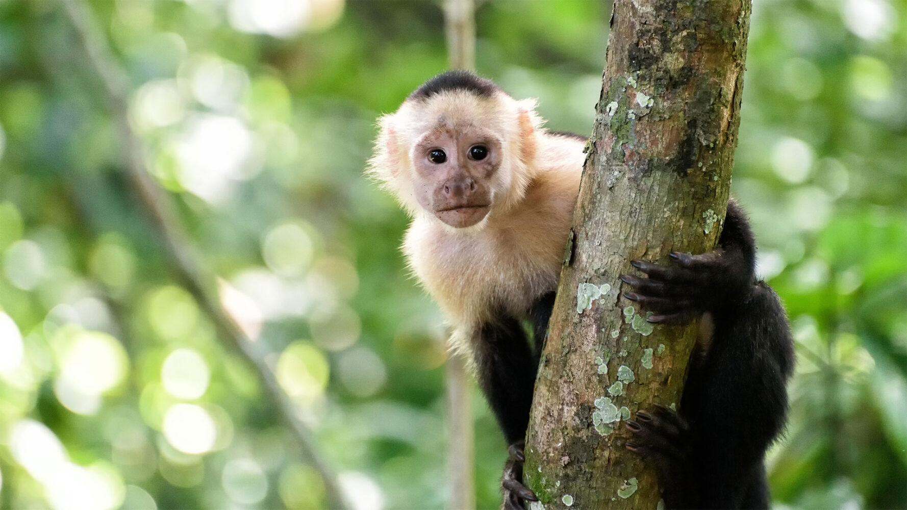 Affen in Costa Rica: Welche es gibt und wo man sie am besten sieht!