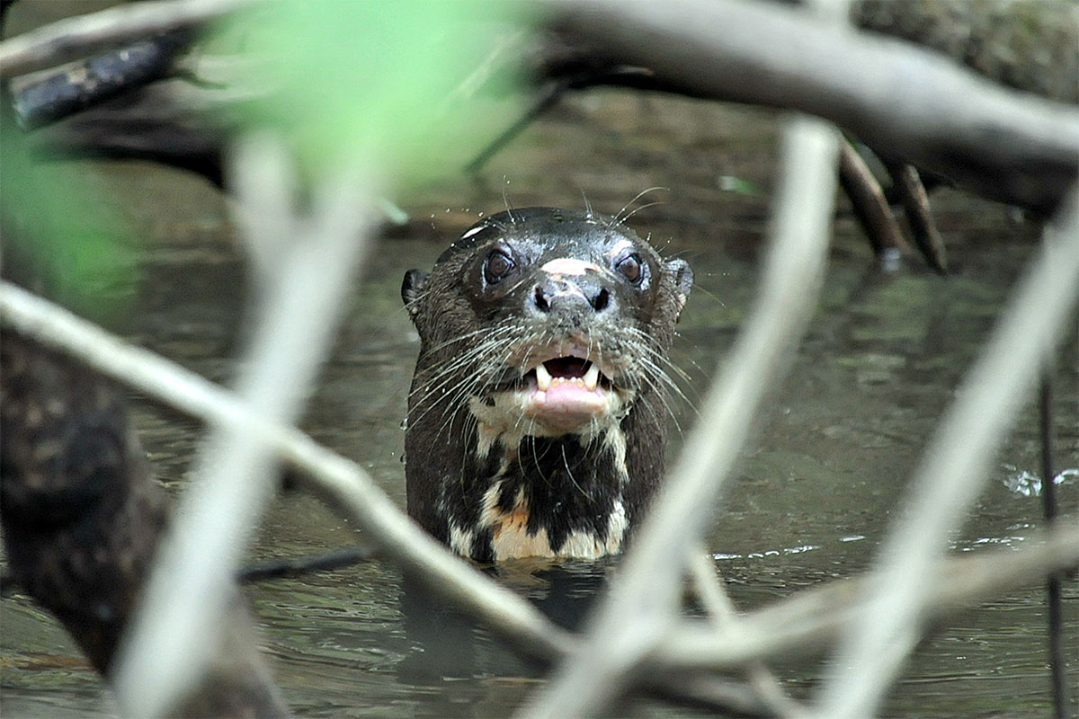 Ein Sumpftier im Suriname-Amazonas-Gebiet