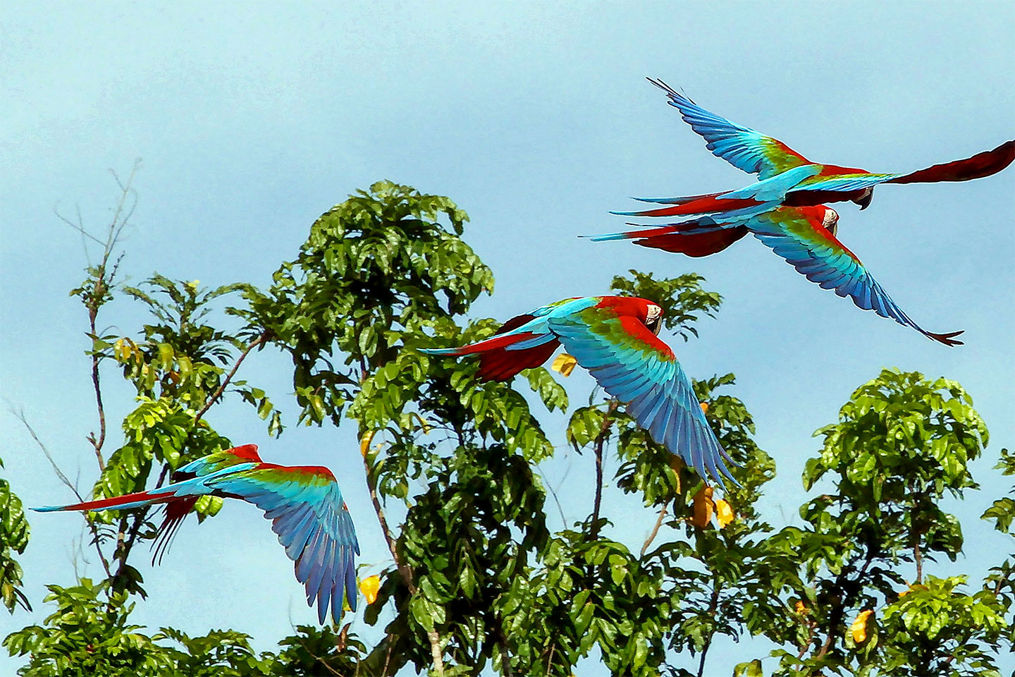 Drei Aras fliegen umher - Suriname Amazonas