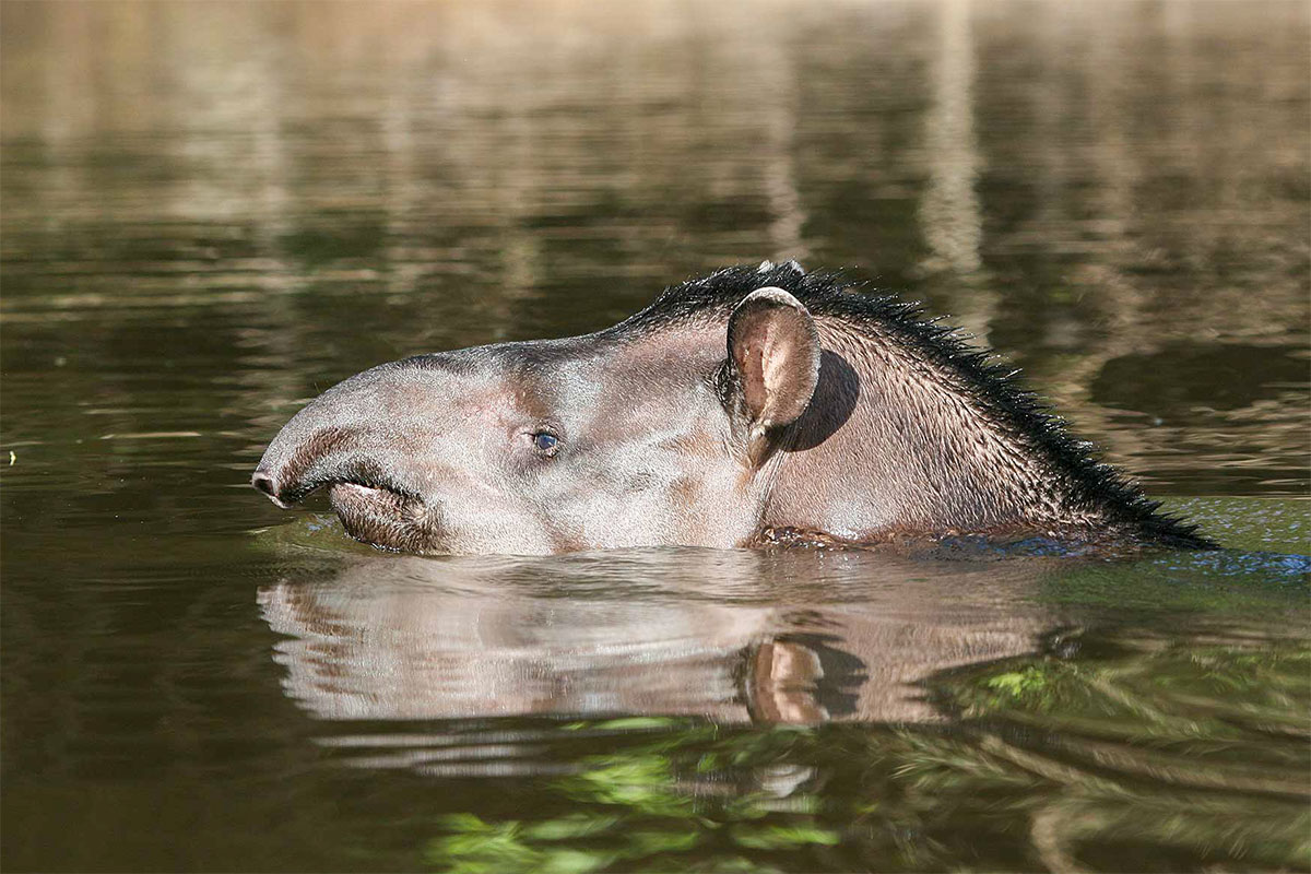 Ein Tapir schwimmt durch einen Fluss im Amazonas