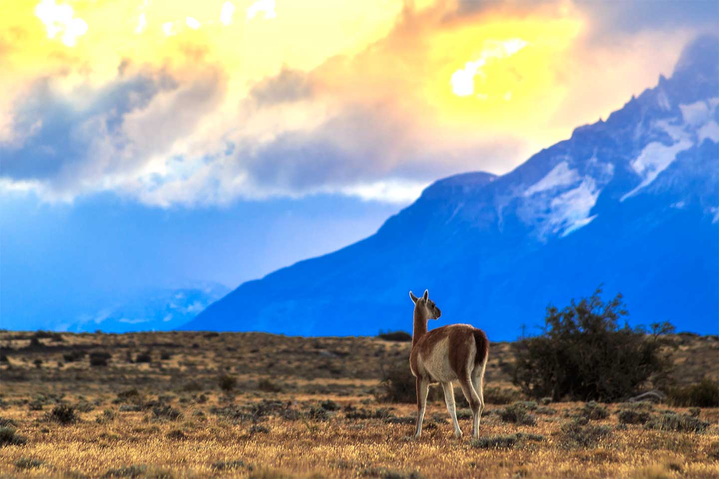 Ein Guanaco vor abendlicher Bergkulisse