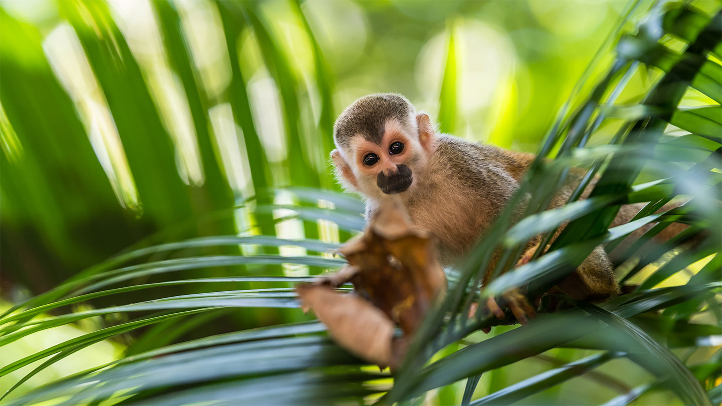 Panama Fauna | Länderinfos Panama | napur tours