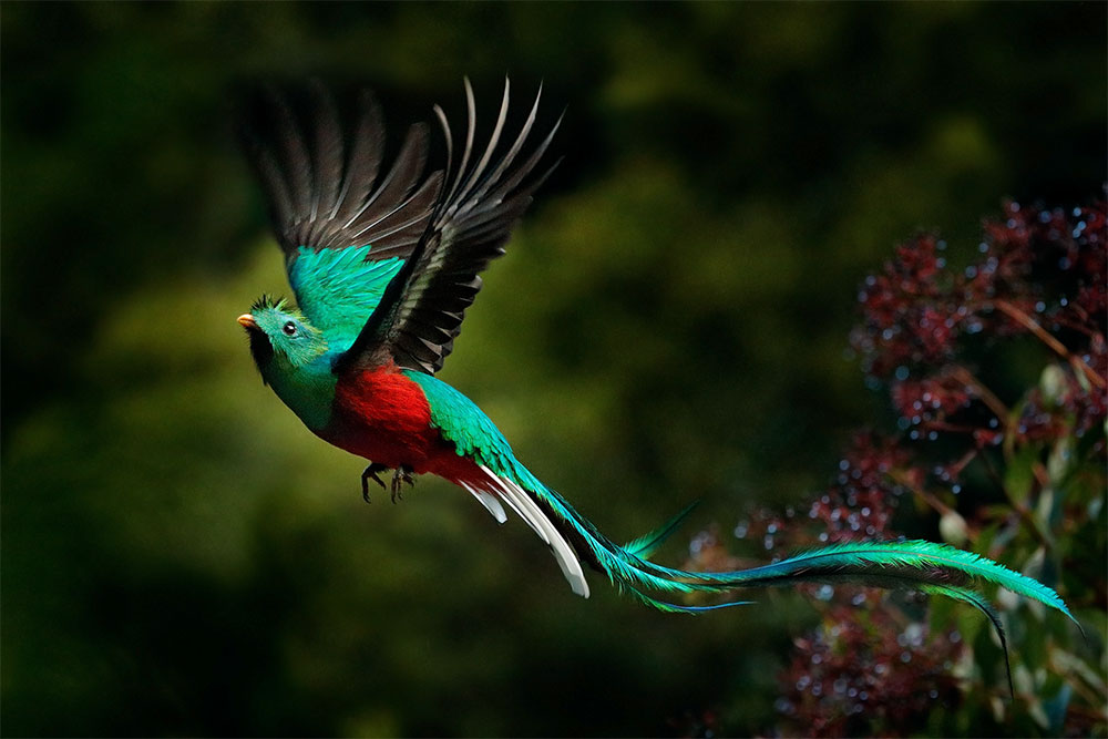 Der Quetzal - einer der schönsten Vögel, die in Costa Rica zu sehen sind.
