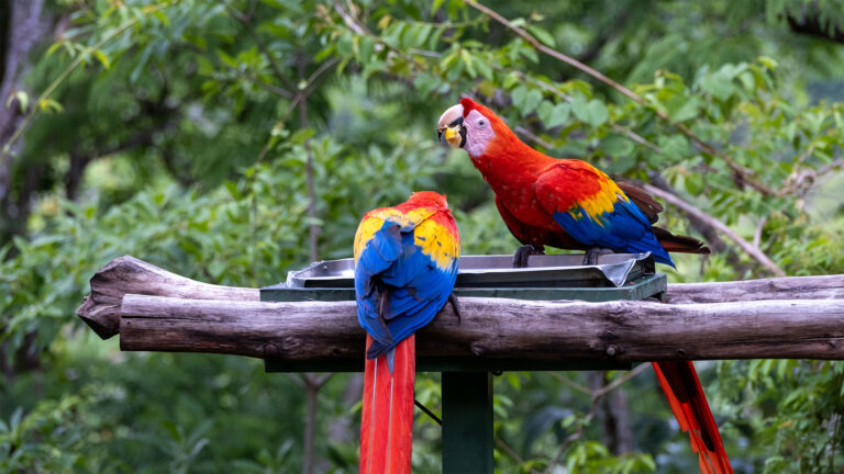 Zwei hellrote Aras bei der Fütterung im Macaw Recovery Network