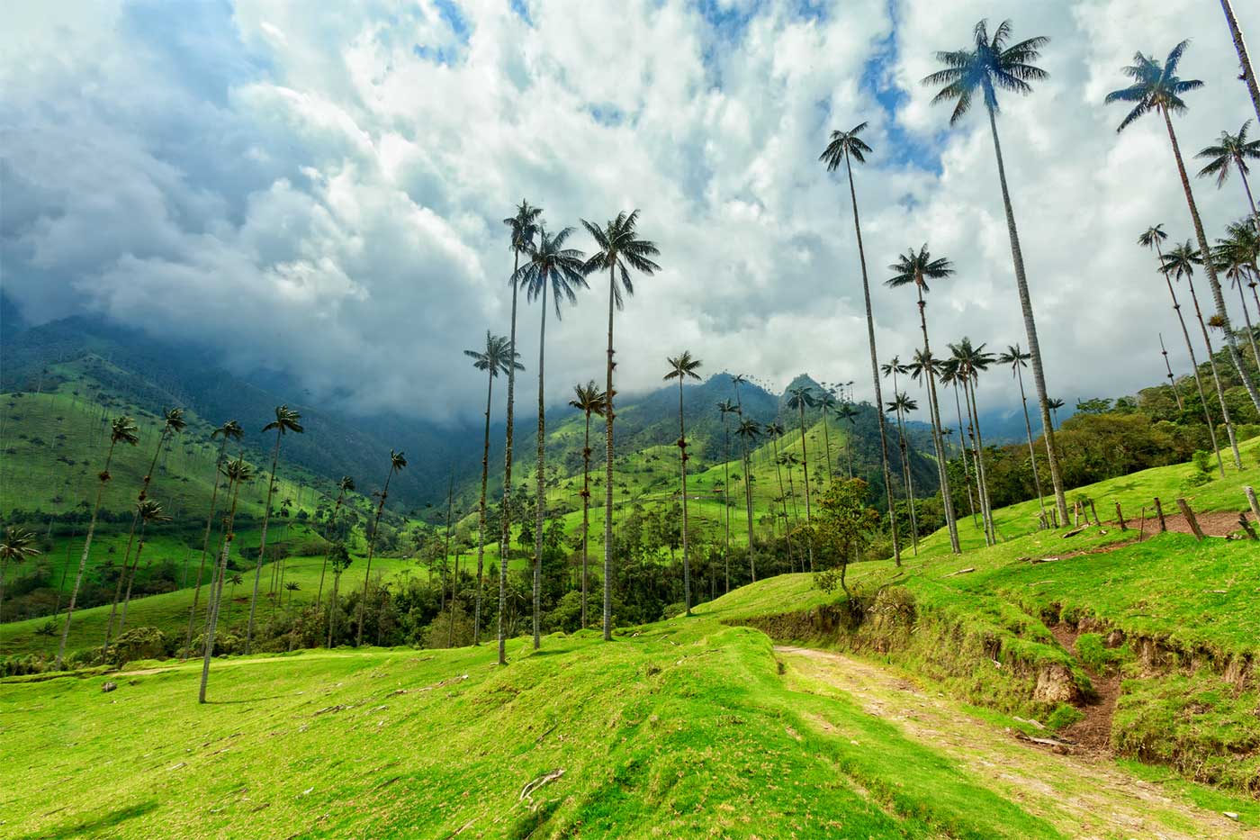 Das Cocora Tal - bekannt für Wachspalmen, den höchsten Palmen der Welt