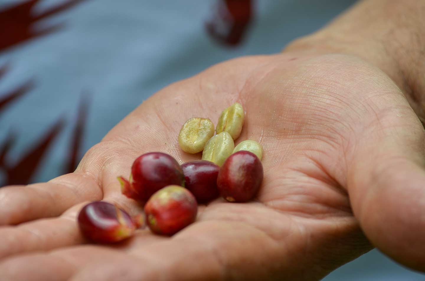 Auf einer Hand liegen Kaffeebohnen