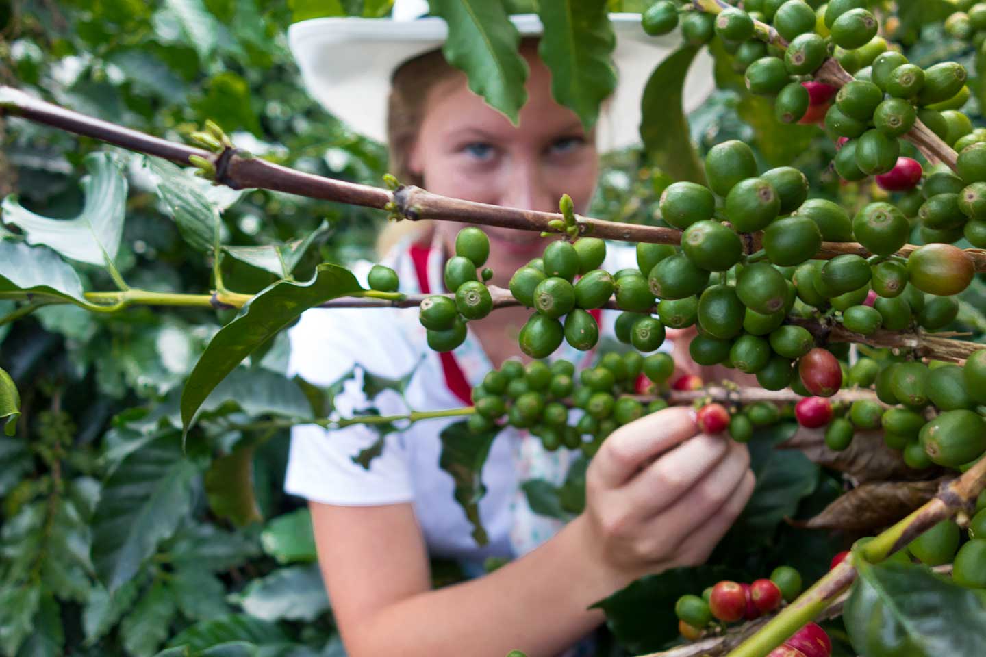 Ein Frau pflückt Kaffeebohnen