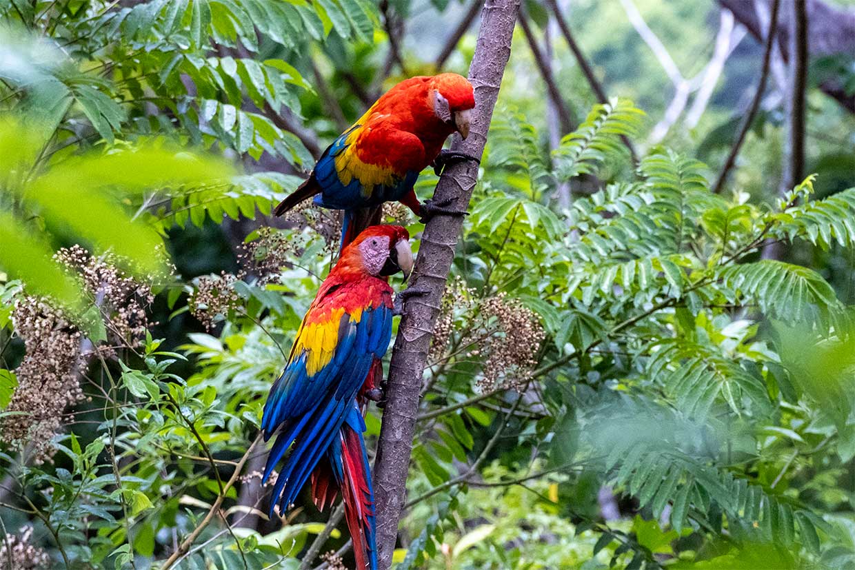 Zwei Scharlacharas krallen sich an einem Ast fest. Das Foto wurde aufgenommen beim Macaw Recovery Network in Costa Rica