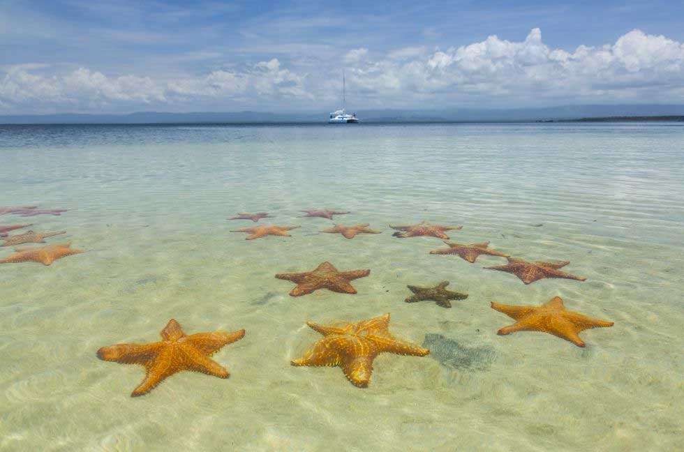 Mehrere Seesterne am Strand auf den Bocas del Toro