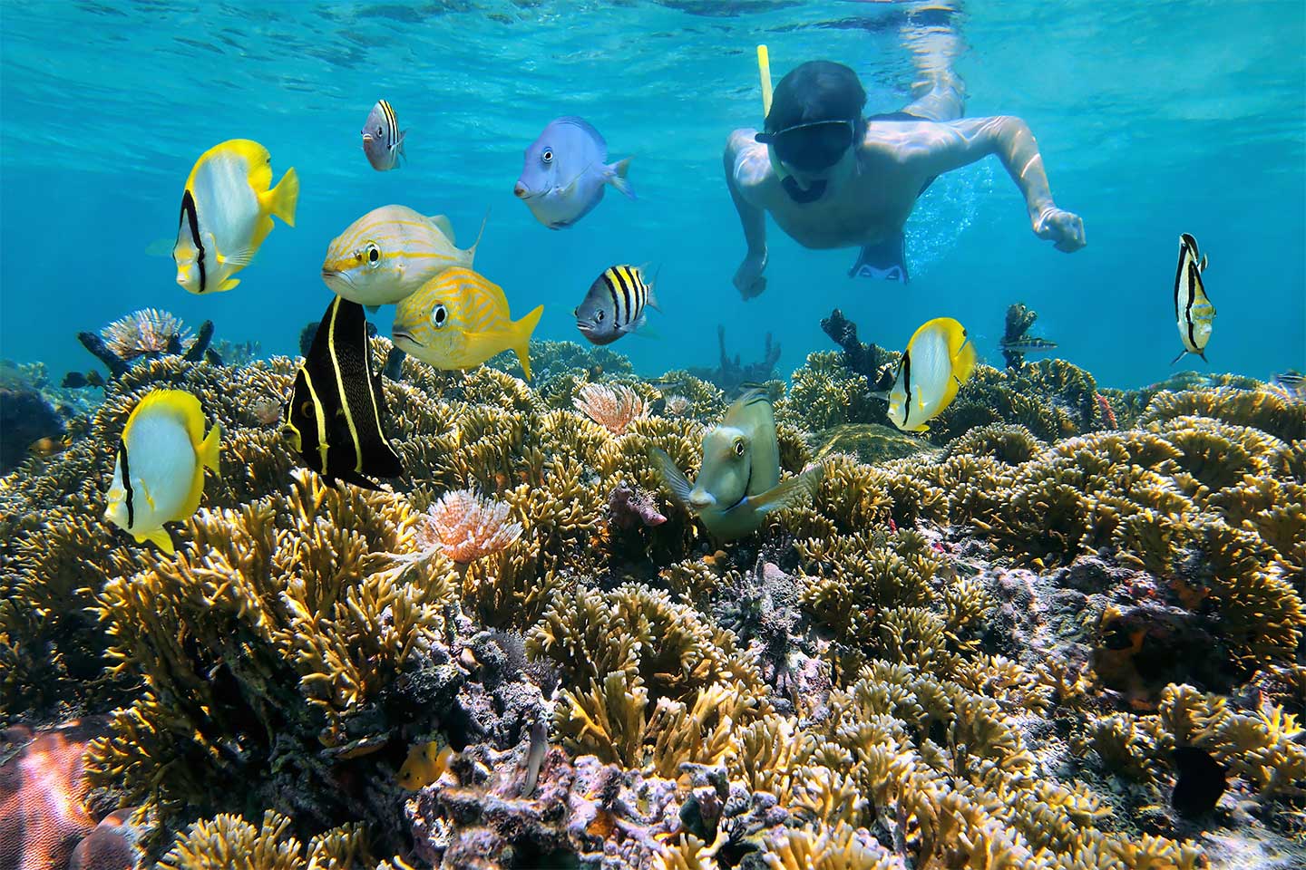 Ein Mann beim Schnorcheln in der Karibik. Bunte Fische schwimmen umher.