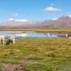 Chile-Arica-Lauca-Nationalpark