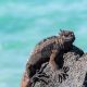 Galapagos-Insel-Santa-Cruz-Reise-Thumb